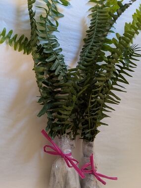Pet Habitat  Plant Boston Fern Cuttings for Reptile Habitats - Green